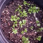 Joann Hogan - @joann.hogan.3939 - Instagram