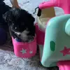 joannhogancottle - @joannhogancottle - TikTok