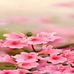 Joann Jarrell - Facebook