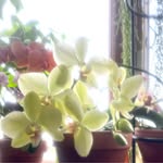 Jo Ann Knoll - @joann.knoll.9 - Instagram