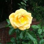 Joann Law - @joann_law - Instagram