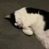 joanneledoux - @joanneledoux - TikTok