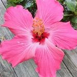JoAnn Lemonds - @joann.lemonds - Instagram