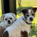 JoAnn Lemons - Facebook