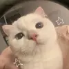 🌷Joanna Light🌷 - @joanna.light - TikTok