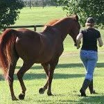 Joanne Lowery - @myhorsemyheart - Instagram