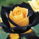 Joann MacDonald - @ladyrose69_99 - Instagram