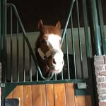 joann Martens - @stw_sporthorses - Instagram