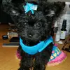 Pebleypoo - @joannemcnair2 - TikTok