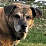 Joanne Moyer - @rocket_dog11 - Instagram