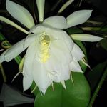 Joann Napier - @joann.napier.3 - Instagram