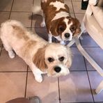 JoAnn Palumbo - Facebook