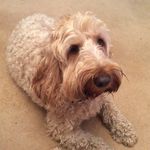 Joanne Parnell - @parnellsplace_dogboarding - Instagram