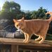 Joanne Perna - Facebook