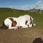 Joanna Pritchett - @joannapritchett3 - Instagram