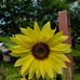 JoAnn Rhoades - Facebook