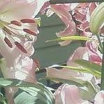 Joanne Rupp - @joanne60 - Instagram