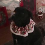 JoAnn Schmidt - @joannschmidt1235 - Instagram