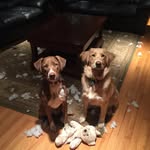 JoAnn Simonelli - @remyandfinnsadventures - Instagram