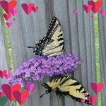 Jo Snell - @joann.snell.58 - Instagram