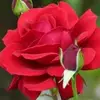 Joann Sparks - @joannsparks125 - TikTok