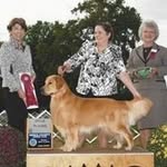 Joanne Street - @lbgoldens - Instagram