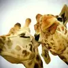 joannstuartmyers - @joannstuartmyers - TikTok