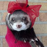 Joan Vick - @ferretcrazy - Instagram