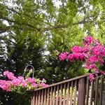 JoAnn Weiss - @jorickweiss - Instagram
