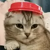 Joan Welch - @joanwelch1 - TikTok