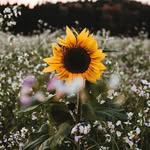 Joann Williams - @joannwilliams2001 - Instagram