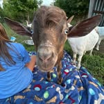 Joanna Burch Cortinez - @nanajo44 - Instagram