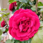 Joanna Carter - Facebook