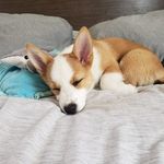 Joanna Chacon Molina - @snow_thecorgi - Instagram