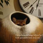 Joanna Edmonds - @pawsability.shop - Instagram