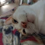 Joanna Goldstein - @shadow_pawpacat - Instagram