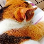 Joanna Griffith - @thebewilderedcatsanctuary - Instagram