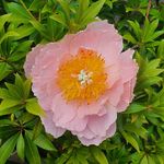 Joanna Harrison - @joannascraftcreations - Instagram