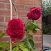 Joanna Mackay - Facebook
