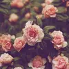 joannamarcus01800 - @joannamarcus1 - TikTok