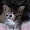 Joanna.Orr - @celesrljhrd - TikTok