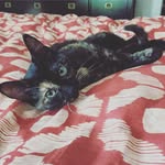 Joanna Steele - @ruthbadercatsburg - Instagram