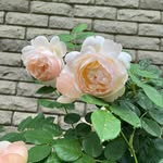 Joanna Stuckey-Steele - @stuckeyjr - Instagram