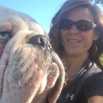 Joanna Wiggins - @bluesbulldogbakery - Instagram