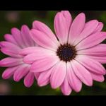 Joanne Adams - @joanneadams54 - Instagram