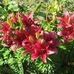 Joanne Ames - Facebook