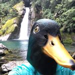 Joanne Avery - @utahshutterduck - Instagram