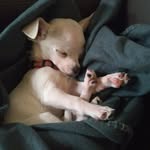 Joanne Batt - @2bigdogs2smalldogs - Instagram