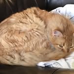 Joanne Bender - @jojoanneish - Instagram