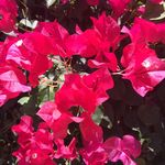 Joanne Berger - @jojoberger5 - Instagram